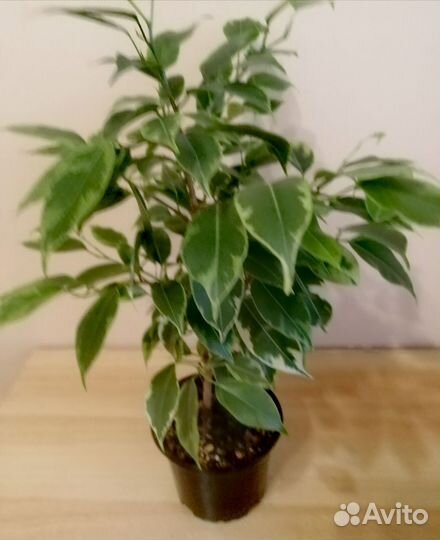 Фикус бенджамина
