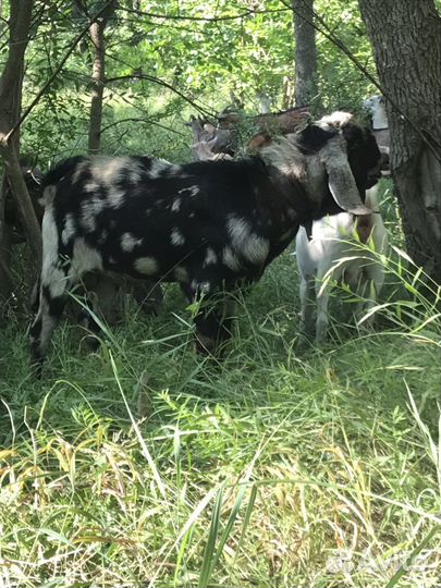 Козы дойные, козлы