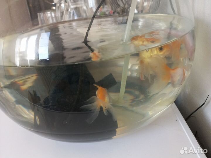 Аквариумные рыбки и аквариум