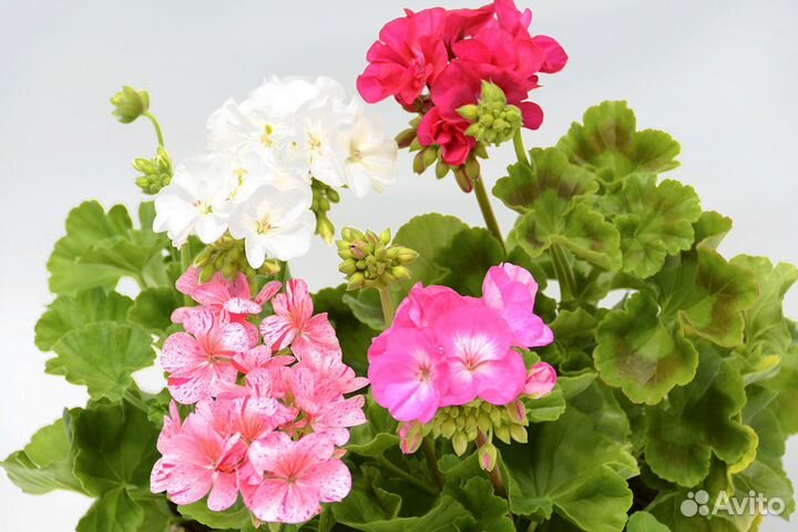 Рассада цветов, овощей, мяты, пеларгонии, петунии