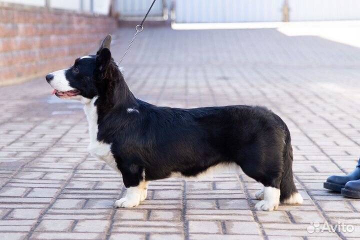 Щенки вельш Корги кардиган