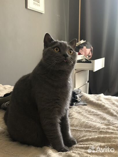 Британский котик