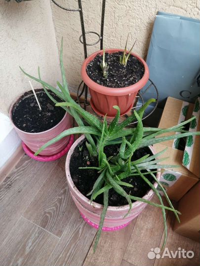 Цветы разные