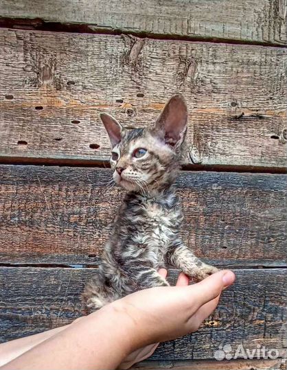 Донской сфинкс котята