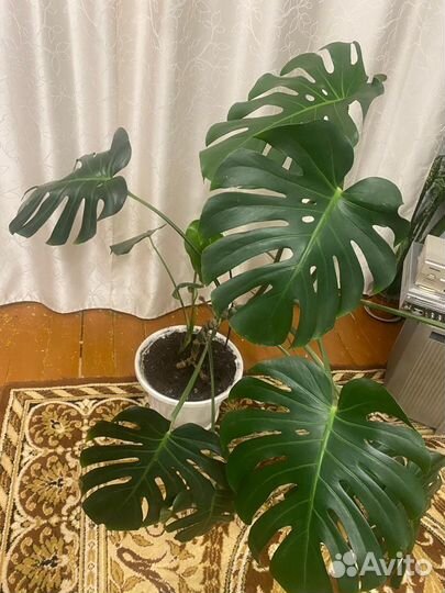 Продам цветы комнатные