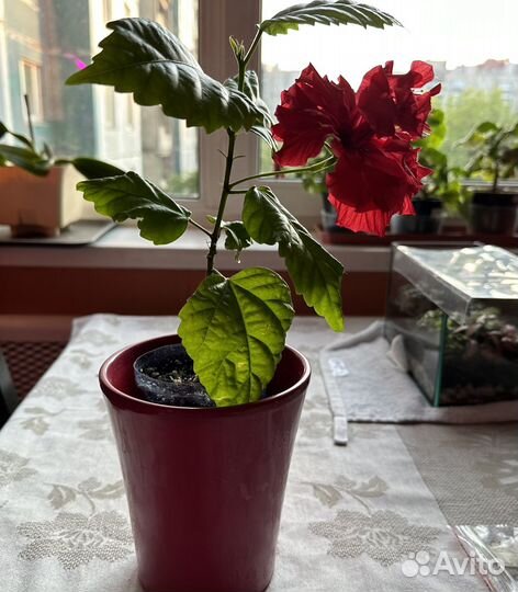 Комнатные растения