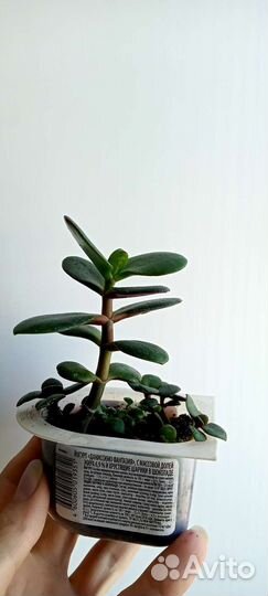 Кактус Крассула Каланхоэ лечебный