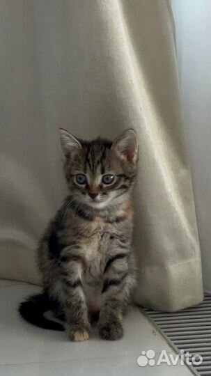 Котята