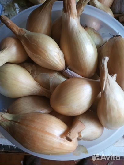 Лук шалот семейный