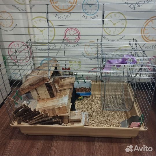 Карликовый африканский ежик