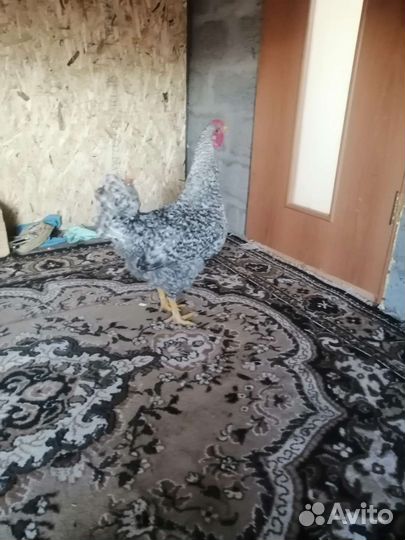 Молодые петушки