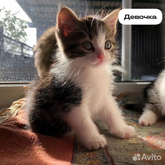 Котята в добрые руки