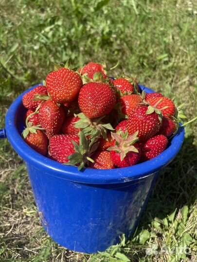 Клубника / Виктория. 5 литров