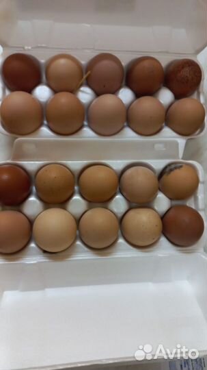 Яйцо домашнее