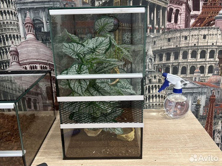 Гекон бананоед