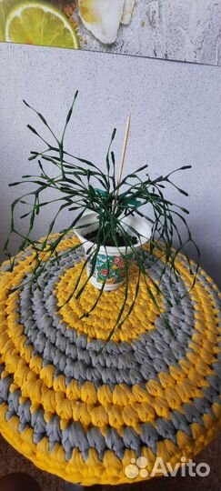 Комнатные цветы хатиора