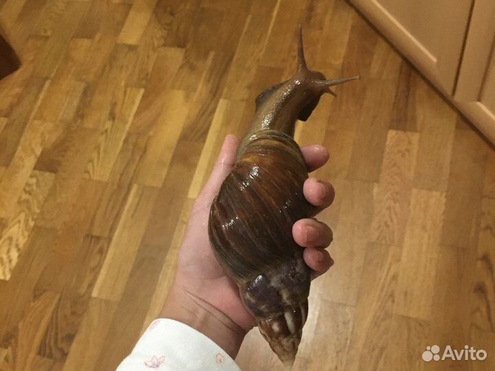 Улитки ахатины Фулики