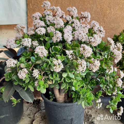 Денежное дерево