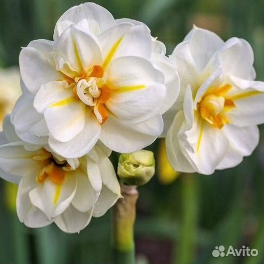 Растения цветы для сада