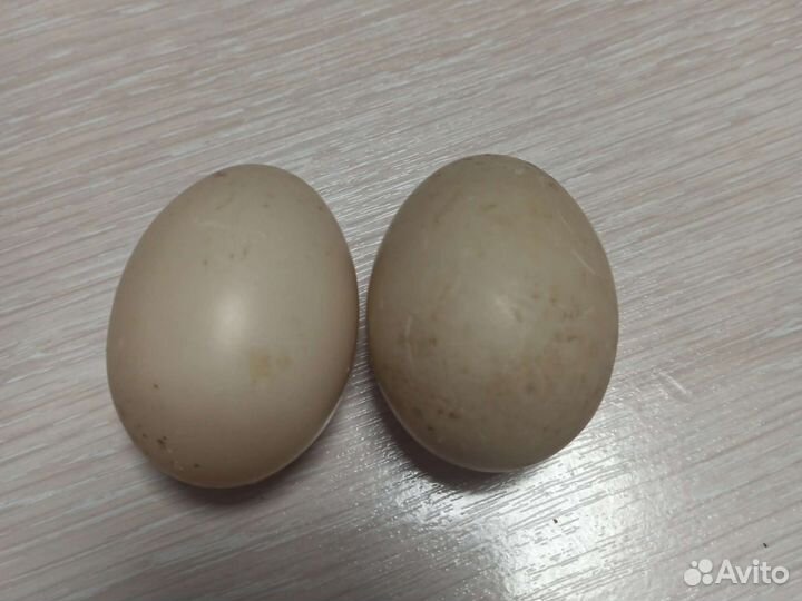 Инкубационное яйцо индоутки