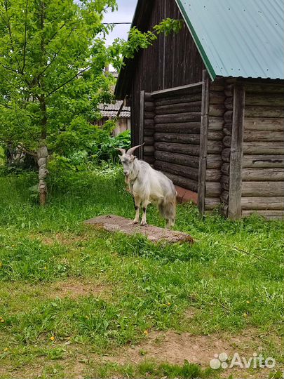 Козел ламанча