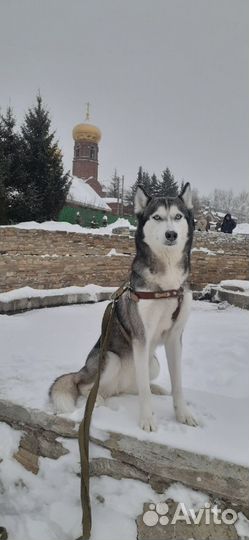 Пристраивается девочка породы Сибирский хаски