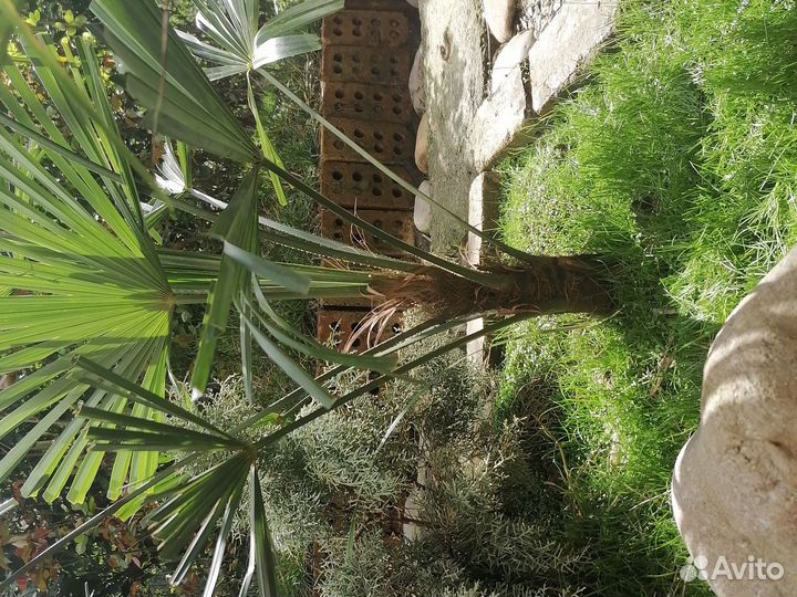 Пальма трахикарпус форчуна