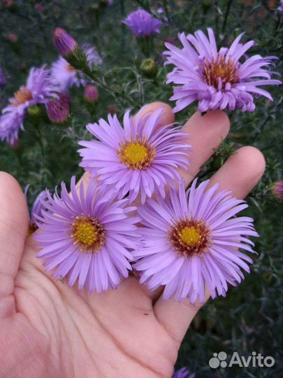 Астра многолетняя кустовая Леди ин Блю, зкс 1,5л