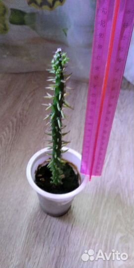 Крассула толстянка, кактус опунция субулата