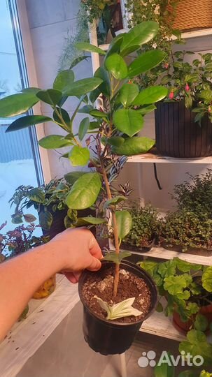 Фикус бенджамина, мокламе