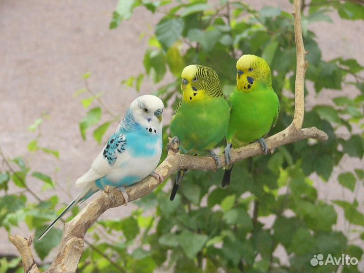 Волнистые попугаи и неразлучники