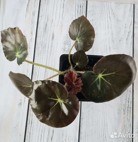 Бегония краснолистная Фиста