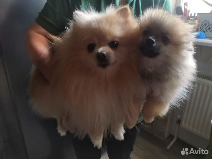 Шпицы девочки