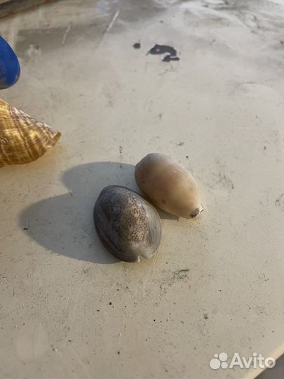 Морские ракушки раковины