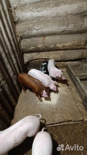 Поросенок ландрас