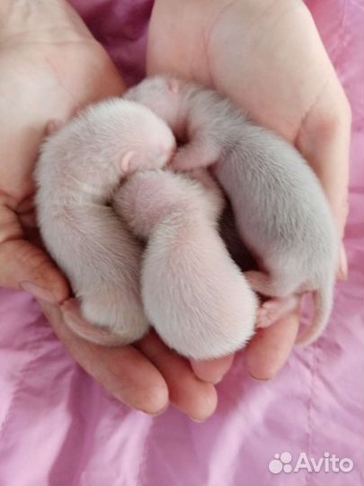 Хорьки-бронирование