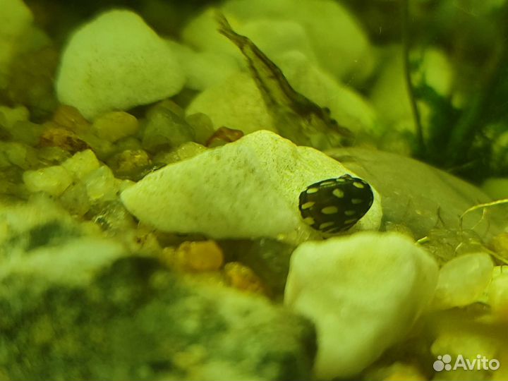 Улитка теодоксус