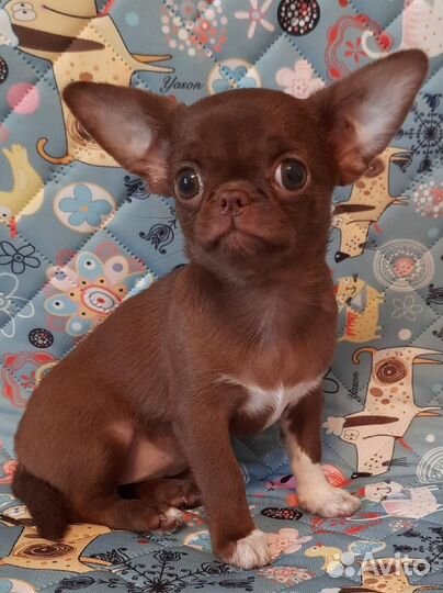 Чихуахуа девочка