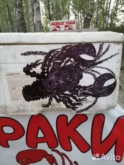 Живые раки