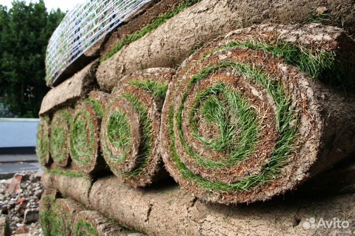 Рулонный газон - производство,доставка,укладка