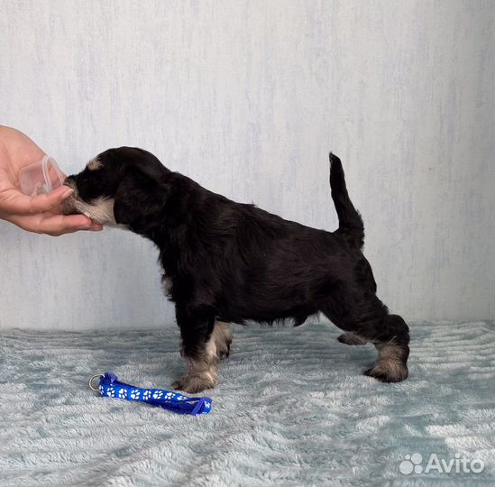 Цвергшнауцер щенки