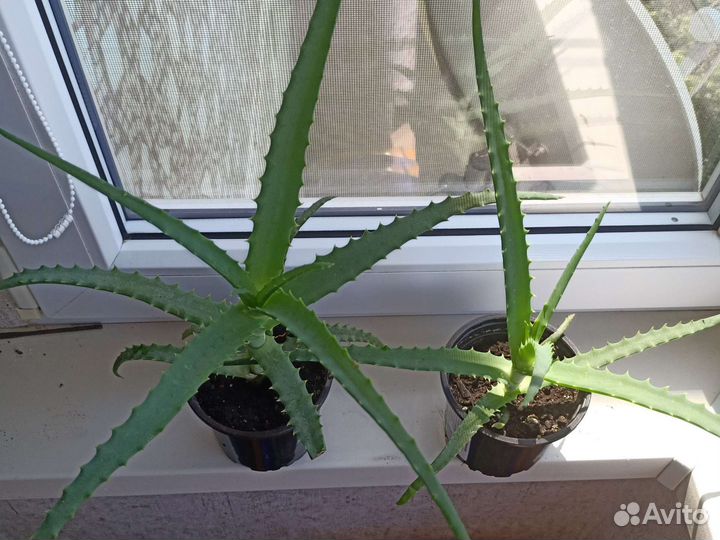 Алоэ лекарственный