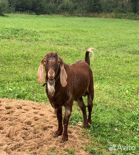 Нубийский козел