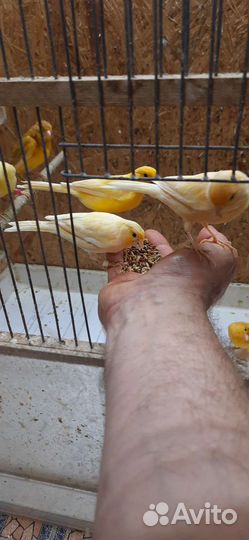 Канарейки
