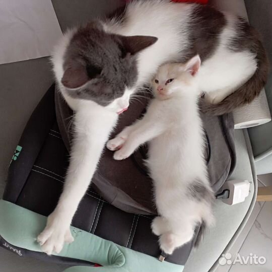 Кошка