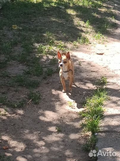 Щенки чихуахуа