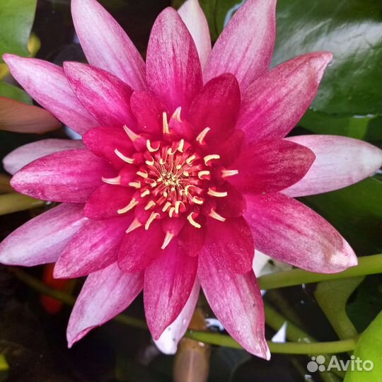 Нимфеи для пруда