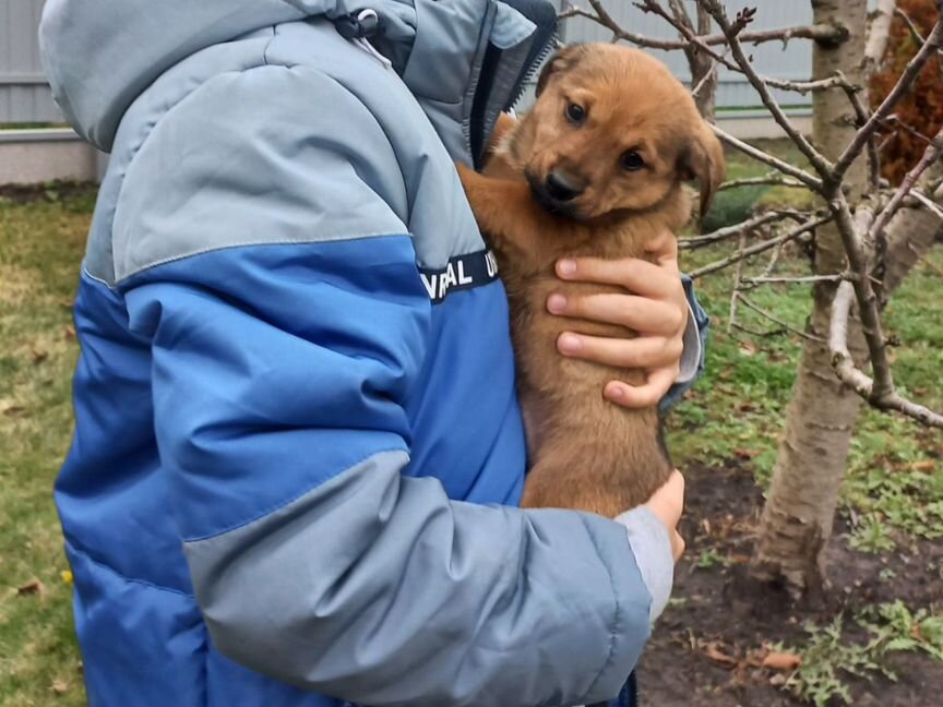 Щенки помесь такса с бультерьером