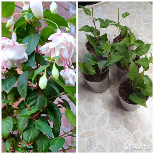 Плекрантус, каллизия Розовая пантера,фикус, фуксия