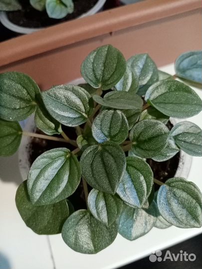 Алоказия, пеперомии и другие